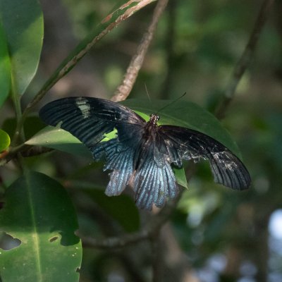 Papilio agenor (-), TH, Krabi