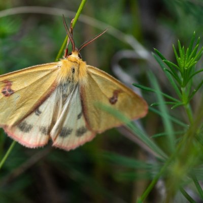Diacrisia sannio (přástevník chrastavcový), PR Kamenný vrch