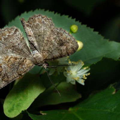 Alcis repandata (různorožec vrbový), Žebětín