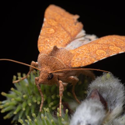 Jodia croceago (zlatokřídlec vzácný), Kývalka