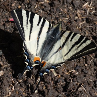 Iphiclides podalirius (otakárek ovocný), Podkomorské lesy