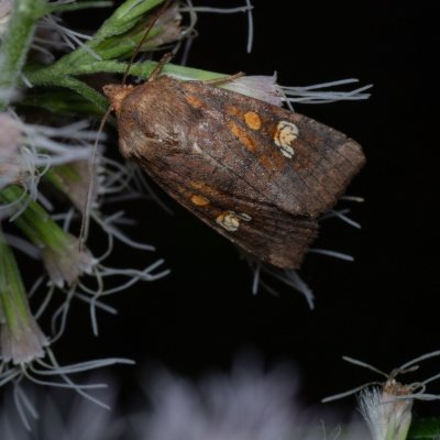 Amphipoea oculea (travařka polní), PP Augšperský potok