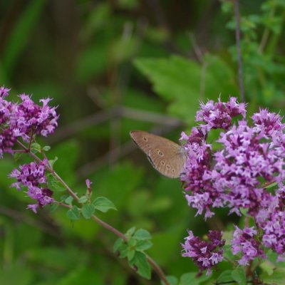 Aphantopus hyperanthus (okáč prosíčkový), NS Motýlí ráj