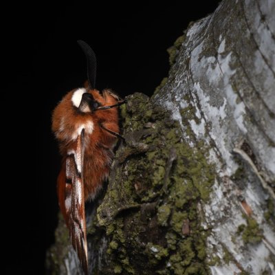 Endromis versicolora (strakáč březový), NPR Radostínské rašeliniště