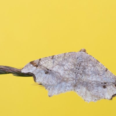 Macaria alternata (kropenatec dubový), Čebínský kopec