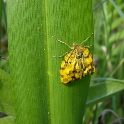 Pseudopanthera macularia (zejkovec hluchavkový), NPP Strabišov-Oulehla