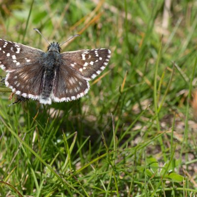 Pyrgus serratulae (soumračník mochnový), IT, Aschbach, Jižní Tyrolsko
