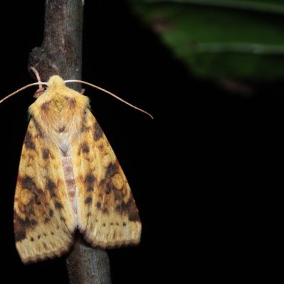 Xanthia icteritia (zlatokřídlec vrbový), Henčov