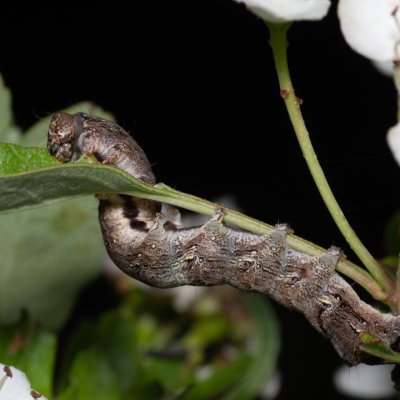 Allophyes oxyacanthae (pestroskvrnka hlohová), Hády