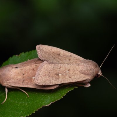 Mythimna ferrago (plavokřídlec bledoskvrnný), NPP Červený kopec