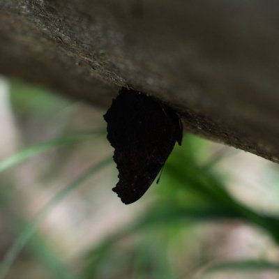 Aglais io (babočka paví oko), Hornek