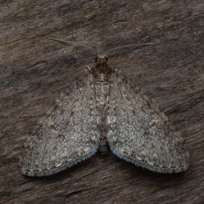 Trichopteryx carpinata (šedokřídlec habrový), PR Studnické louky