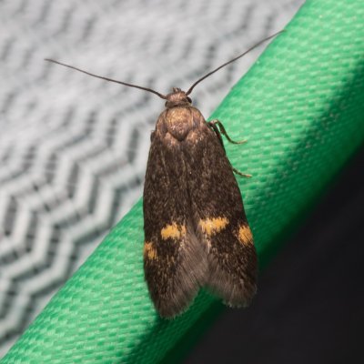 Borkhausenia minutella (-), Hády