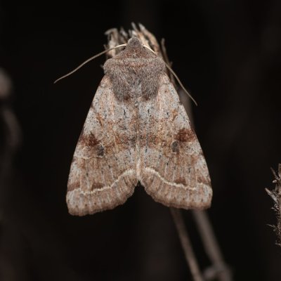 Orthosia incerta (jarnice březnová), PP Člupy