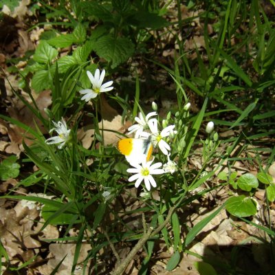 Anthocharis cardamines (bělásek řeřichový), NP Podyjí