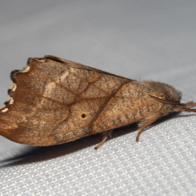 Falcaria lacertinaria (srpokřídlec březový), Henčov