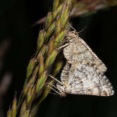 Heliomata glarearia (kropenatec žlutavý), NPP Stránská skála