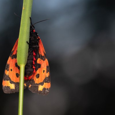 Parasemia plantaginis (přástevník jitrocelový), PP Pohoří na Šumavě