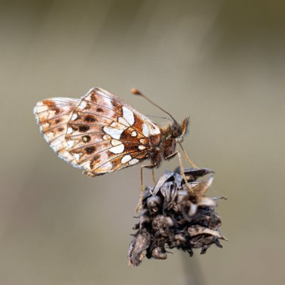 Boloria dia (perleťovec nejmenší), PR Kamenný vrch