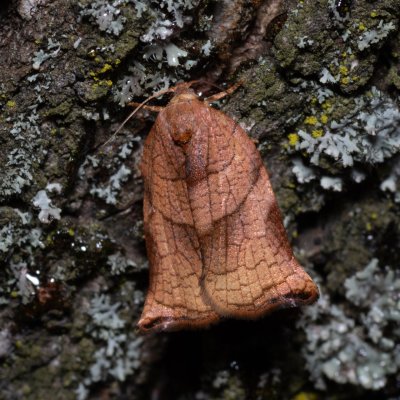 Archips podana (obaleč zahradní), Havranické vřesoviště