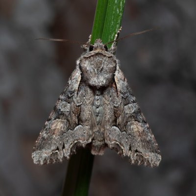 Lacanobia w-latinum (můra kručinková), Kobylí