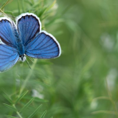Plebejus argyrognomon (modrásek podobný), PP Nad řekami