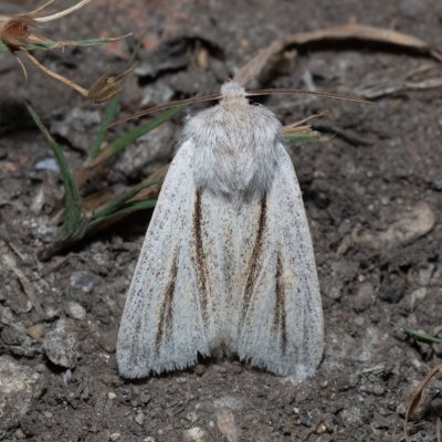 Simyra albovenosa (šípověnka bahenní), Hrabětice