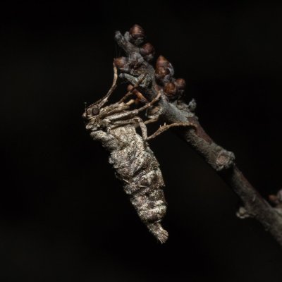 Agriopis bajaria (tmavoskvrnáč třešňový), PR Kamenný vrch