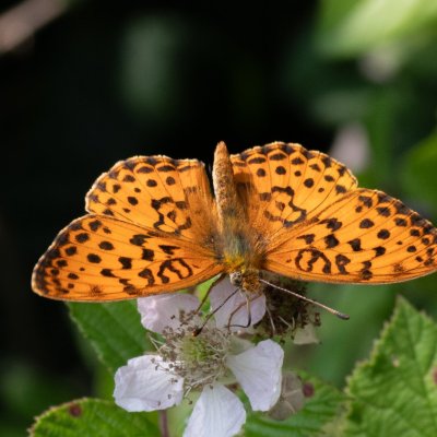 Brenthis daphne (perleťovec ostružinový), NPR Čertoryje