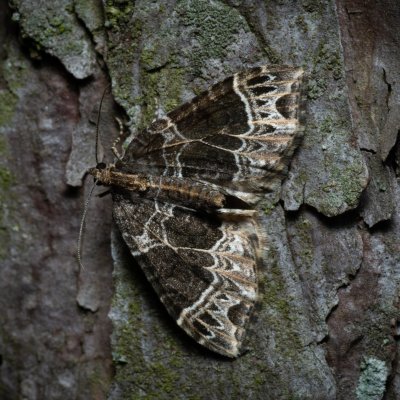 Ecliptopera silaceata (píďalka hnědohlavá), Podkomorské lesy, Kopeček