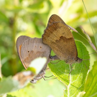 Maniola jurtina (okáč luční), SK, Štôla