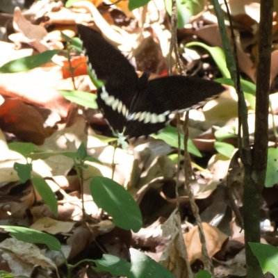 Papilio polytes (-), TH, Railay