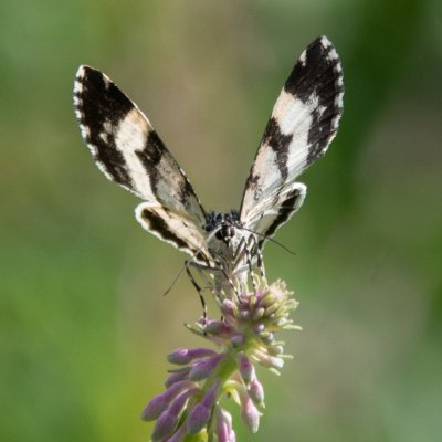 Epirrhoe tristata (píďalka povázková), SK, NPR Furkotská dolina, Tatry