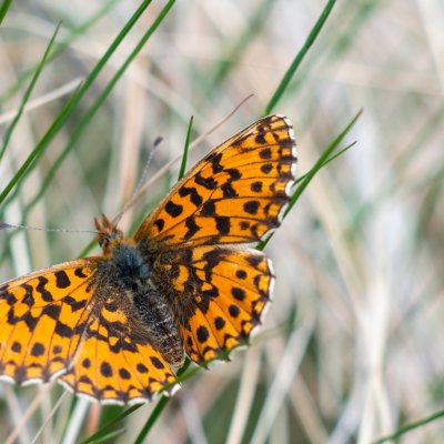Boloria dia (perleťovec nejmenší), Ochoz u Brna