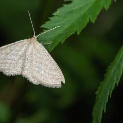 Scopula virgulata (vlnopásník pruhovaný), Helenčina studánka