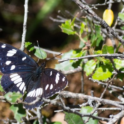 Limenitis reducta (bělopásek jednořadý), GR, Spartilas, Korfu