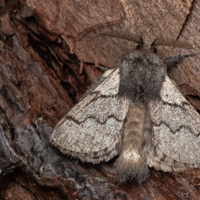 Trichiura crataegi, (bourovec hlohový), PP Černice