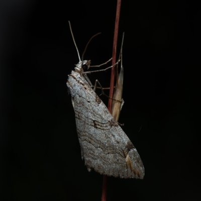 Aplocera plagiata (píďalka úhorová), PP Černice