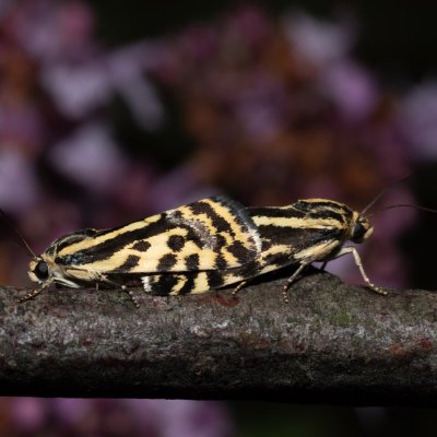 Emmelia trabealis (světlopáska svlačcová), PP Skalky u Sedlece