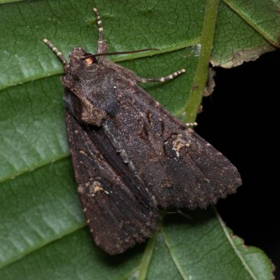 Mesapamea secalis/secalella (šedavka/přehlížená), Žebětín