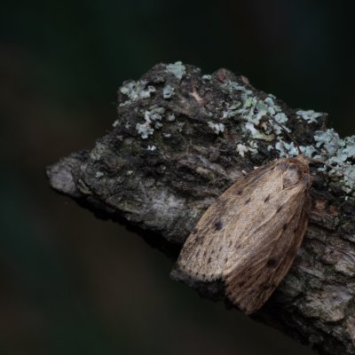 Thumatha senex (lišejníkovec mokřadní), PP Bobrava