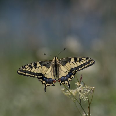 Papilio machaon (otakárek fenyklový), SLO, Jamnik