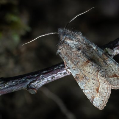 Orthosia incerta (jarnice březnová), Žebětín