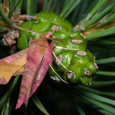 Deilephila porcellus (lišaj kyprejový), PP Černice