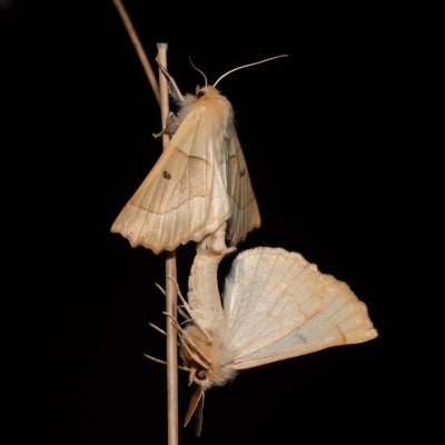 Crocallis elinguaria (zejkovec lesní), PP Na cvičišti