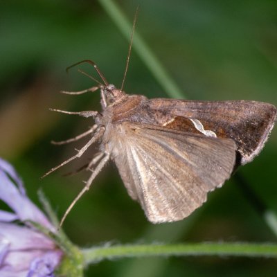 Macdunnoughia confusa (kovolesklec řebříčkový), Biskoupky