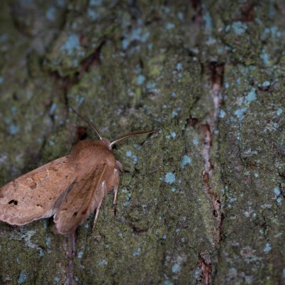 Perigrapha munda (jarnice černoskvrnná), Žebětín