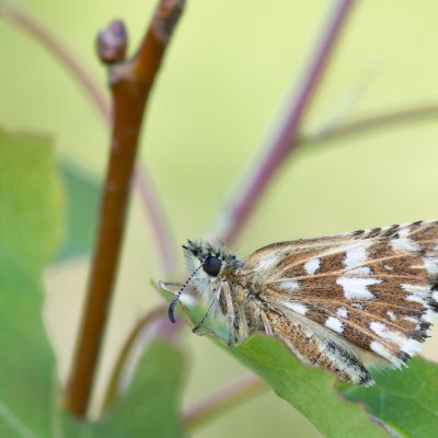 Pyrgus malvae (soumračník jahodníkový), NPR Mohelenská hadcová step