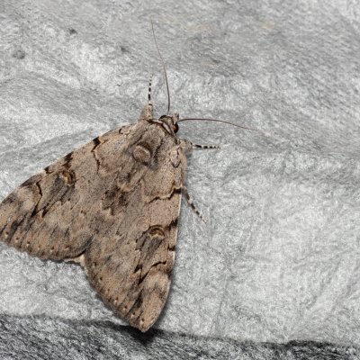 Catocala electa (stužkonoska vrbová), Kývalka