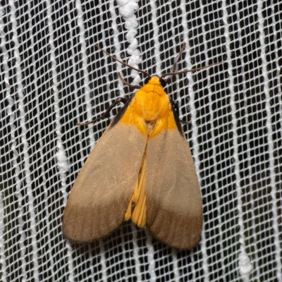 Lithosia quadra (lišejníkovec čtveroskvrnný), PP Bobrava